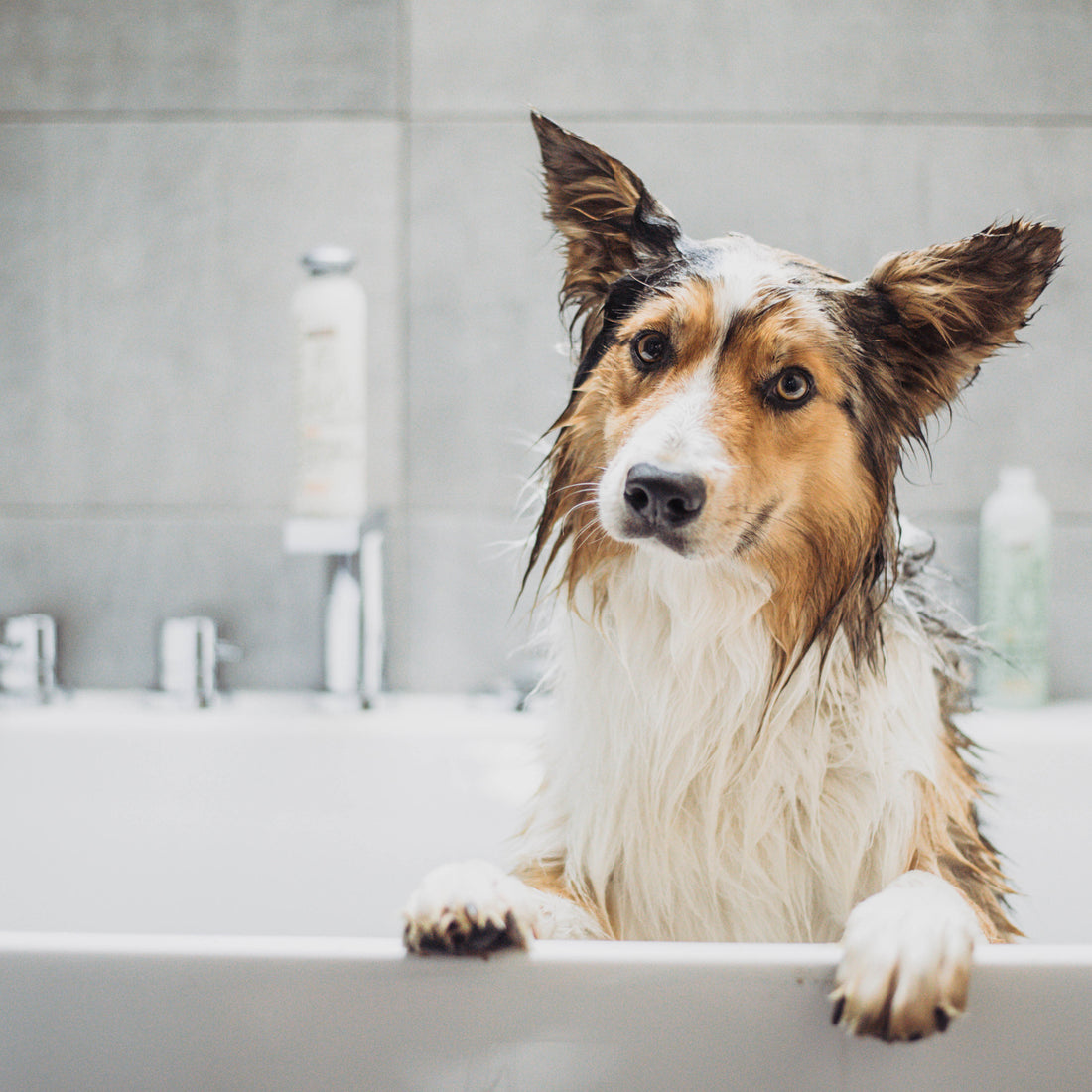 Natuurlijke Verzorging voor Honden: Tips voor een Gezonde Vacht en Huid