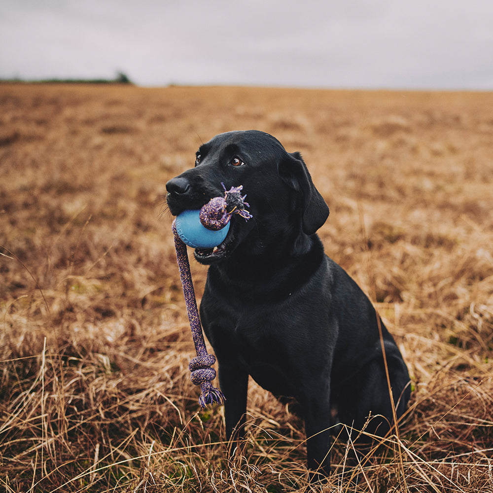 Hundespielzeug - Ball mit Seil - Verschiedene Varianten