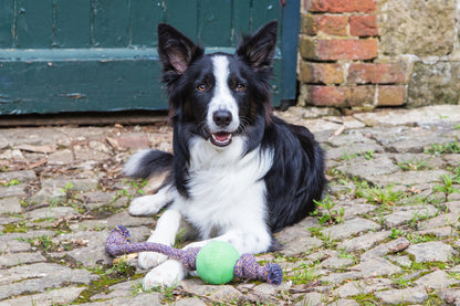 Hundespielzeug - Ball mit Seil - Verschiedene Varianten