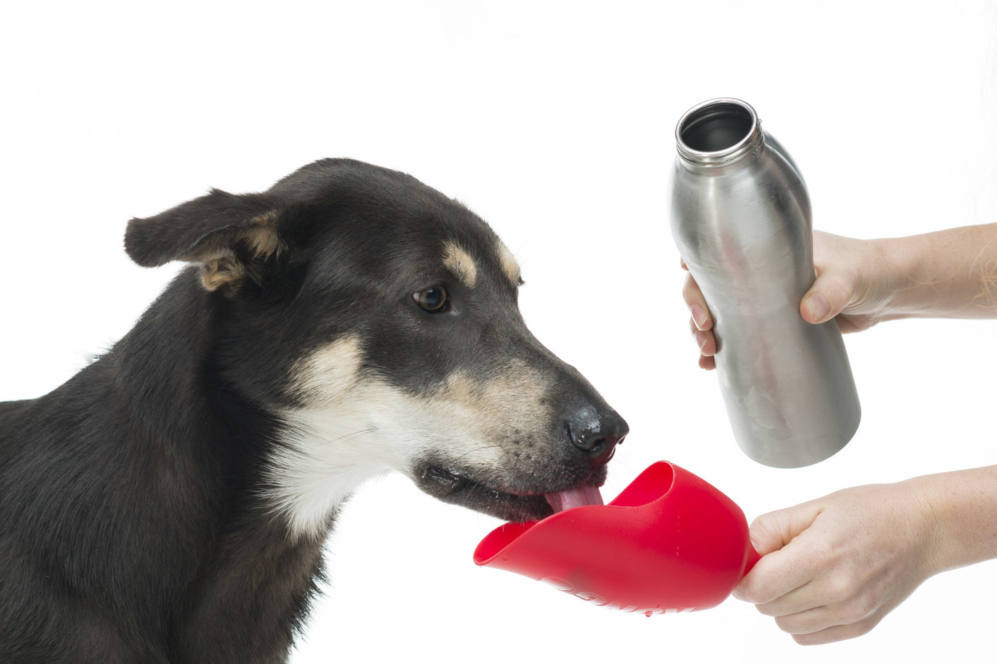 Trinkflasche für Hunde – Nachhaltig – Verschiedene Varianten