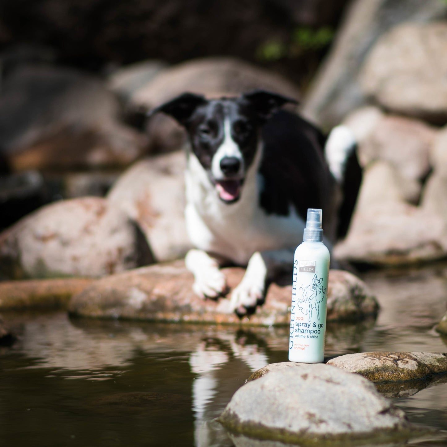 Trockenshampoo für Hunde – Spray &amp; Go – Natürlich