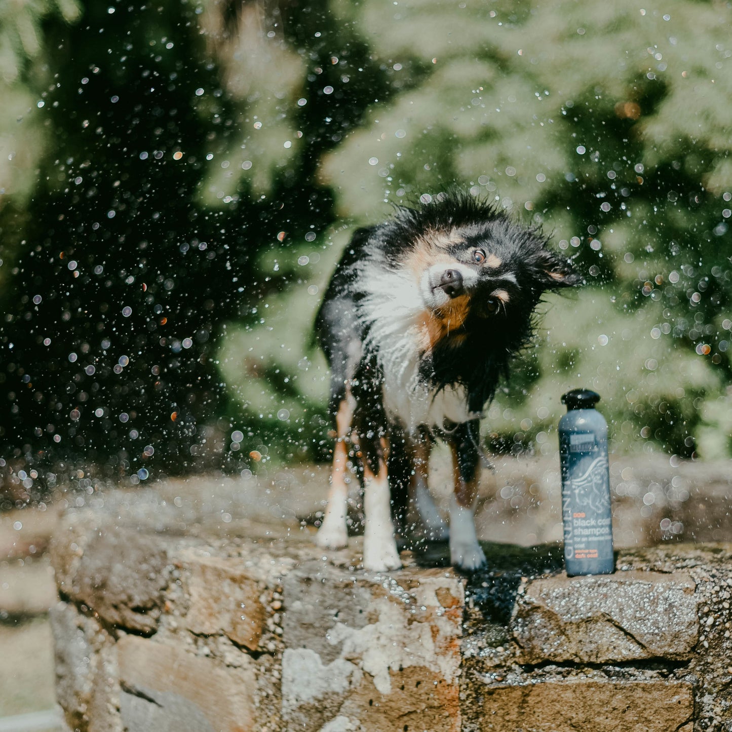 Hundeshampoo - Dunkles Fell - Greenfields