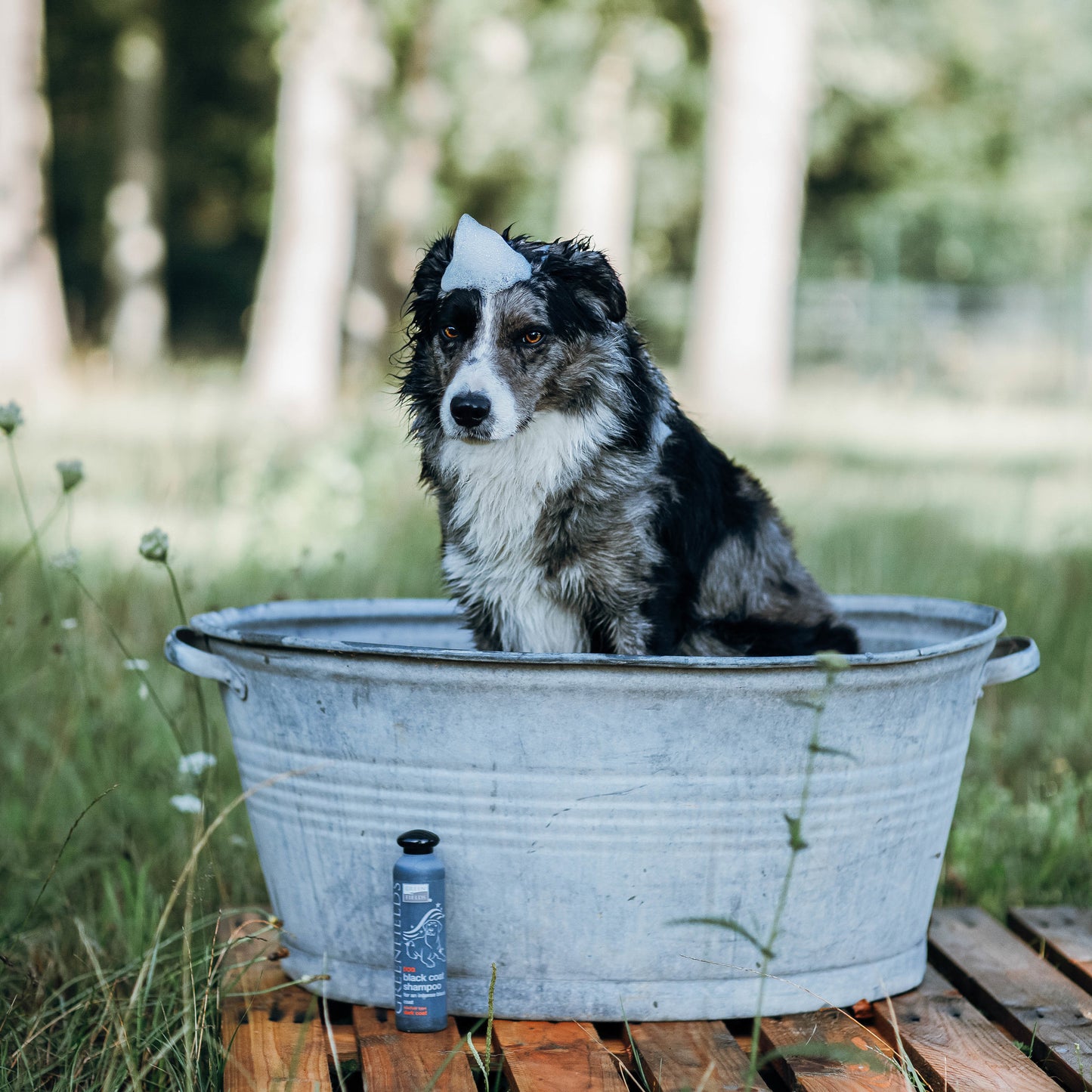 Hundeshampoo - Dunkles Fell - Greenfields