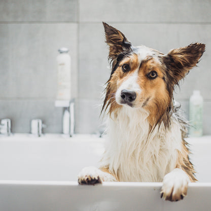 Hundeshampoo und Spülung – Umweltfreundlich – Greenfields – 270 ml