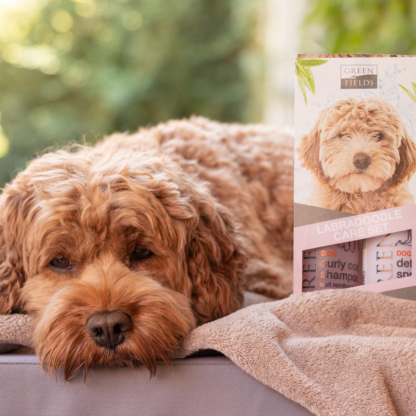 Labradoodle-Pflegeset – Shampoo und Entwirrungsspray