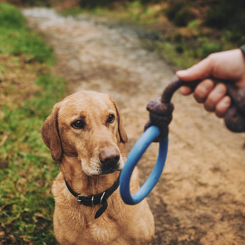 Hundespielzeug - Seil mit Ring - Langlebig - Verschiedene Varianten