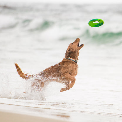 Hundespielzeug – Werfen und Werfen – Wasser – vollständig recycelbar