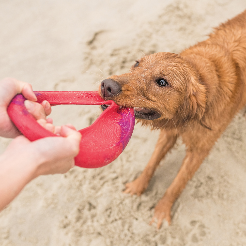 Hundespielzeug – Werfen und Werfen – Wasser – vollständig recycelbar